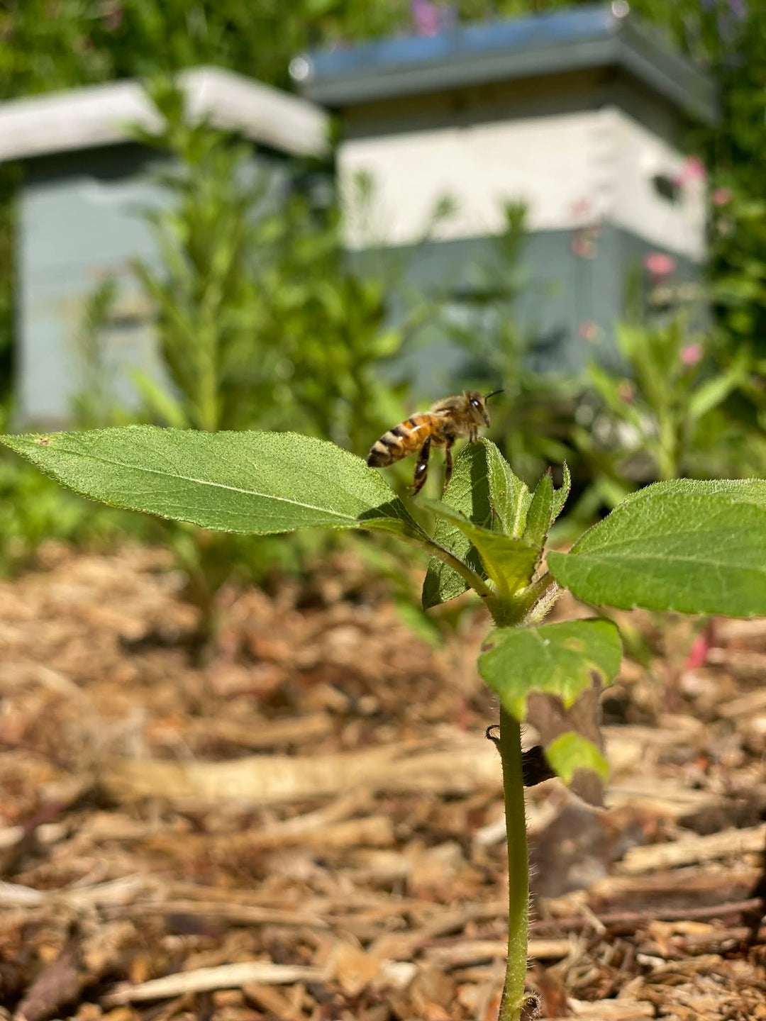 How Sage Creek Botanicals Began: A Mother’s Search for Something Safer
